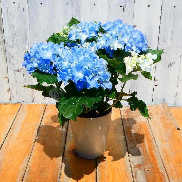 Amazon.co.jp: アジサイ クレイジーテンシア 4号鉢 ブルー 青花 水色
